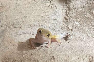 Geckos kaufen und verkaufen Foto: Leopardgeckos suchen ein neues Heim