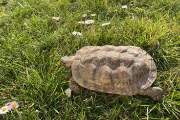 Turtles and Tortoises kaufen und verkaufen Photo: Pancake tortoise 15 YEARS OLD MALE