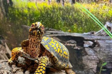 Turtles and Tortoises kaufen und verkaufen Photo: CHERCHE TERRAPENE CAROLINA OU CHARBONNIERE CARBONARIA