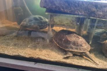 Turtles and Tortoises kaufen und verkaufen Photo: 3 Wasserschildkröten kostenlos an Selbstabholer