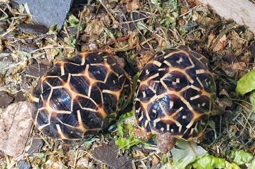 Landschildkröten kaufen und verkaufen Foto: Indische Sternschildkröte 