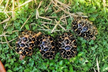 Landschildkröten kaufen und verkaufen Foto: Indische Sternschildkröte Geochelone elegans Landschildkröten kaufen und verkaufen Foto: Indische Sternschildkröte Geochelone elegans