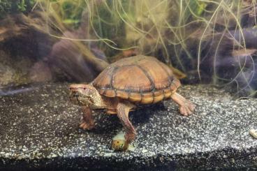 Sumpfschildkröten kaufen und verkaufen Foto: Wasserschildkröte abzugeben