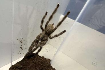 - bird spiders kaufen und verkaufen Photo: Vogelspinnen aus Deutscher Nachzucht