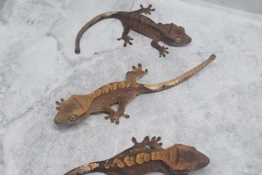 Geckos kaufen und verkaufen Photo: CorrelophusCilliatus  (Kronengeckos) 0.0.3