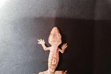 Geckos kaufen und verkaufen Foto: Kronengeckos (Correlophus ciliatus) 1.3