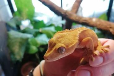 Geckos kaufen und verkaufen Foto: Kronengeckos (Correlophus ciliatus) 2.1