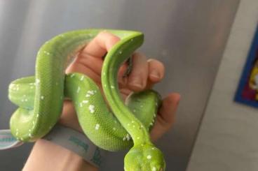 Pythons kaufen und verkaufen Photo: Grüner Baumpython/ Morelia Viridis Weibchen