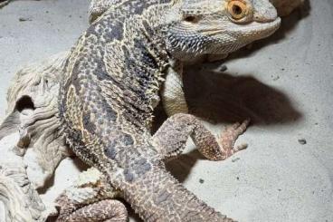 Bearded dragons kaufen und verkaufen Photo: Bartagame 7 Jahre Männchen 