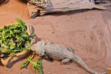 Bartagamen kaufen und verkaufen Foto: Bartagamen Pärchen inkl. Terrarium 