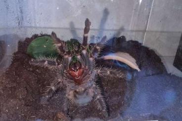 Vogelspinnen kaufen und verkaufen Foto: Verschiedene Vogelspinnen Vogelspinnen kaufen und verkaufen Foto: Verschiedene Vogelspinnen