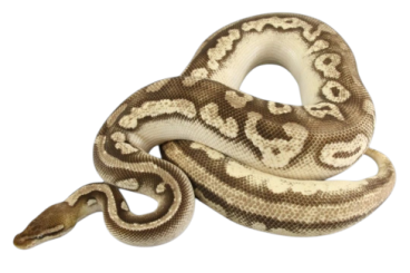 Ball Pythons kaufen und verkaufen Photo: Mojave OD Pastel het. Pied Ball Pythons kaufen und verkaufen Photo: Mojave OD Pastel het. Pied