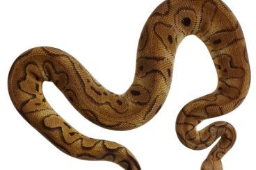 Ball Pythons kaufen und verkaufen Photo: 1.0 Stranger Pastel Clown Ball Pythons kaufen und verkaufen Photo: 1.0 Stranger Pastel Clown
