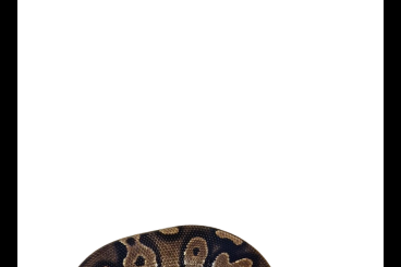 Ball Pythons kaufen und verkaufen Photo: Black Head Dh Lavender Albino Pied Ball Pythons kaufen und verkaufen Photo: Black Head Dh Lavender Albino Pied