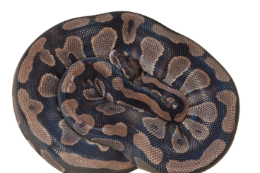 Ball Pythons kaufen und verkaufen Photo: Mahogany Yellowbelly DH Axanthic (TSK) Pied Ball Pythons kaufen und verkaufen Photo: Mahogany Yellowbelly DH Axanthic (TSK) Pied