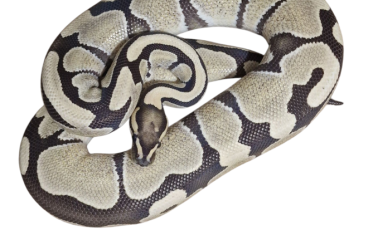 Ball Pythons kaufen und verkaufen Photo: Desert Ghost het. Piebald Ball Pythons kaufen und verkaufen Photo: Desert Ghost het. Piebald