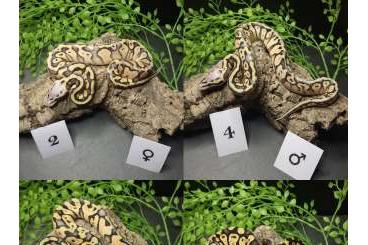 Ball Pythons kaufen und verkaufen Photo: Königspython Nachzuchten Dh Lavender Clown Ball Pythons kaufen und verkaufen Photo: Königspython Nachzuchten Dh Lavender Clown