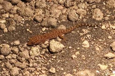 Geckos kaufen und verkaufen Photo: Kaktusgeckos, Heteronotia binoei