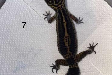 Geckos kaufen und verkaufen Foto: 0.3 Blacknight Leopardgeckos Geckos kaufen und verkaufen Foto: 0.3 Blacknight Leopardgeckos