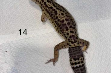 Geckos kaufen und verkaufen Photo: 0.3 BlackNight Leopardgeckos Geckos kaufen und verkaufen Photo: 0.3 BlackNight Leopardgeckos
