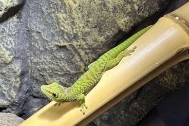 Geckos kaufen und verkaufen Foto: Phelsuma Grandis; 0.0.1; 06/2023