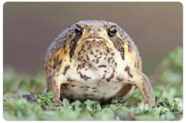 Frösche  kaufen und verkaufen Foto: Auf der Suche nach Breviceps adspersus