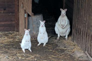 Exotic mammals kaufen und verkaufen Photo: 1-3 Red-necked Wallaby - albino form