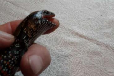 Lizards kaufen und verkaufen Photo: African Animal Export Farm Lizards kaufen und verkaufen Photo: African Animal Export Farm
