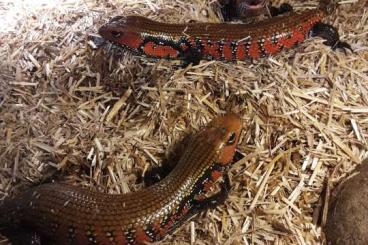 Lizards kaufen und verkaufen Photo: African  Animal  Export  Farm 