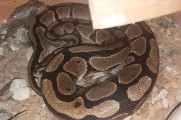 Ball Pythons kaufen und verkaufen Photo: Terrarium komplett mit Königsphyton Paar zu verkaufen !!! Ball Pythons kaufen und verkaufen Photo: Terrarium komplett mit Königsphyton Paar zu verkaufen !!!