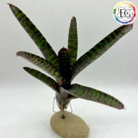 Pflanzen für Terrarien und Vivarien Chernelházadamonya