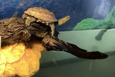 Sumpfschildkröten kaufen und verkaufen Foto: Männliche chinesische Dreikielschildkröte (Mauremys reevesii)