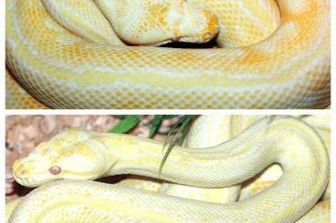 Pythons kaufen und verkaufen Photo: Morelia - Striped Albinos 