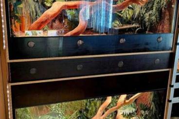 Enclosures kaufen und verkaufen Photo: Terrarien Anlage mit kompletter Einrichtung Enclosures kaufen und verkaufen Photo: Terrarien Anlage mit kompletter Einrichtung