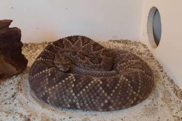 Venomous snakes kaufen und verkaufen Photo: Klapperschlangen suchen neuen Besitzer