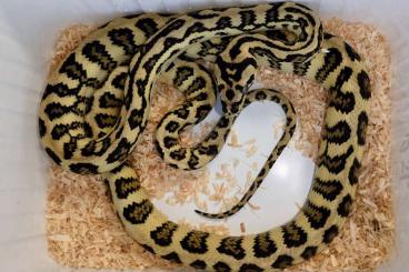 Schlangen kaufen und verkaufen Foto: Holdback Carpet Pythons release