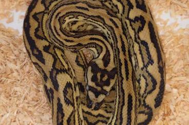 Schlangen kaufen und verkaufen Foto: Carpet pythons for Hamm March