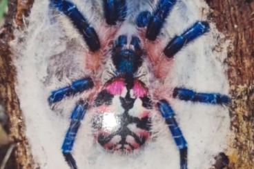 - bird spiders kaufen und verkaufen Photo: 0.0.x Typhochlaena seladonia 