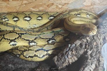 Pythons kaufen und verkaufen Photo: Reticulated Python for sale Pythons kaufen und verkaufen Photo: Reticulated Python for sale