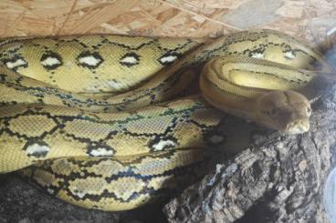 Pythons kaufen und verkaufen Photo: Female Reticulated Python for sale Pythons kaufen und verkaufen Photo: Female Reticulated Python for sale
