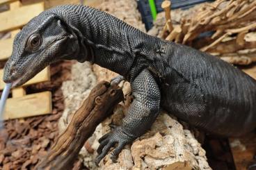 Warane kaufen und verkaufen Photo: Black dragon Asian water monitor for sale/ Varanus salvator Warane kaufen und verkaufen Photo: Black dragon Asian water monitor for sale/ Varanus salvator