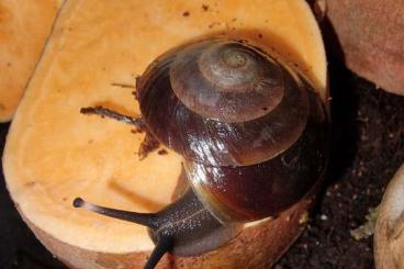 Schnecken kaufen und verkaufen Foto: Pleurodonte excellens Schnecke Dominikanische Landschnecke 