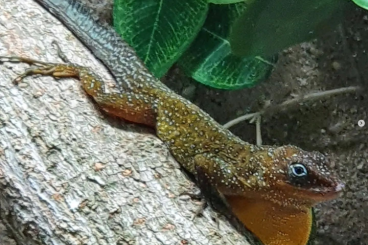 Echsen kaufen und verkaufen Foto: Anolis oculatus cabritensis, montanus Echsen kaufen und verkaufen Foto: Anolis oculatus cabritensis, montanus