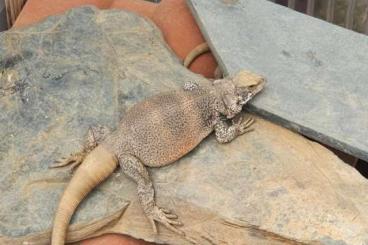 Echsen kaufen und verkaufen Foto: 1.0 Sauromalus ater red back Chuckwalla, 1.5 years old Echsen kaufen und verkaufen Foto: 1.0 Sauromalus ater red back Chuckwalla, 1.5 years old