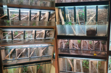 Enclosures kaufen und verkaufen Photo: Terrarienanlage Aufzucht kleine Terrarien Enclosures kaufen und verkaufen Photo: Terrarienanlage Aufzucht kleine Terrarien