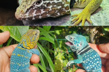 Echsen kaufen und verkaufen Foto: Crotaphytus for Hamm September 2025 Echsen kaufen und verkaufen Foto: Crotaphytus for Hamm September 2025