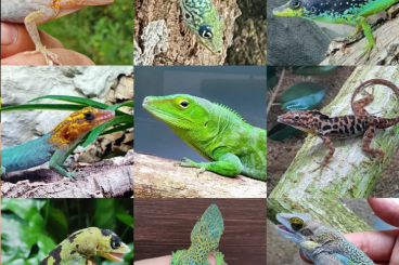 Lizards kaufen und verkaufen Photo: Anolis for Hamm September 2025 Lizards kaufen und verkaufen Photo: Anolis for Hamm September 2025