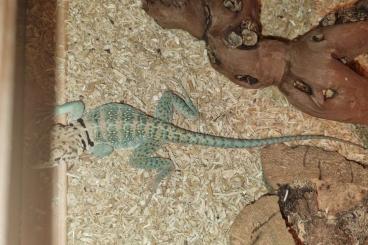 Lizards kaufen und verkaufen Photo: Crotaphytus collaris wichita Männchen 
