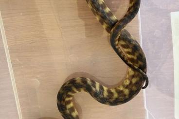Schlangen kaufen und verkaufen Foto: Aspidites Melanocephalus !