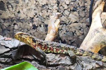 Lizards kaufen und verkaufen Photo: Shinosaurus Crocodilurus Nachzucht 2022